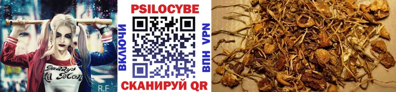 Псилоцибиновые грибы GOLDEN TEACHER  Купить закладки  Петропавловск-Камчатский 